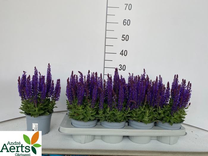 <h4>SALVIA NEMOROSA</h4>