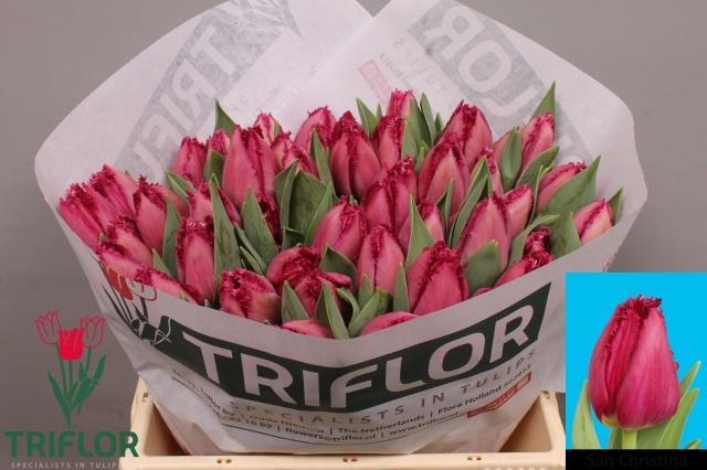 <h4>TU FR SAN CHRISTINA</h4>