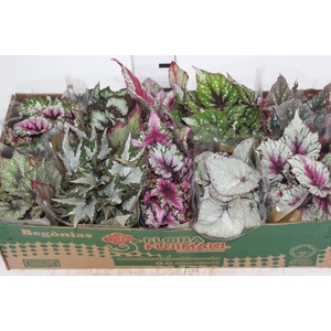 BEGONIA BELEAF P11 PO