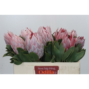 Protea Cynaroides
