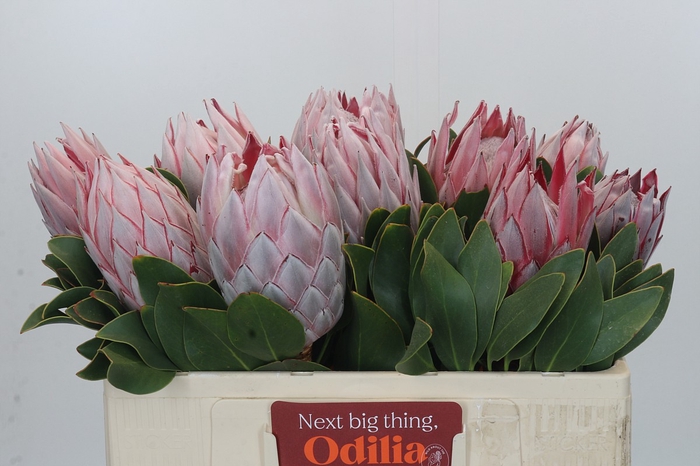 <h4>Protea Cynaroides</h4>
