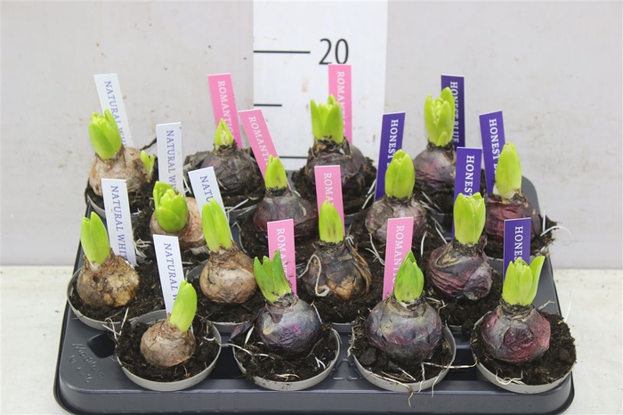 <h4>Hyacinthus Pearl Gemengd 1pp 4 Kleuren 8cm</h4>