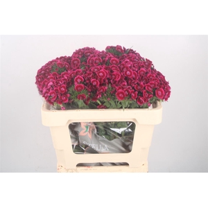 Di Barb Breanthus Jolly