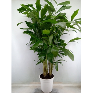Caryota mitis