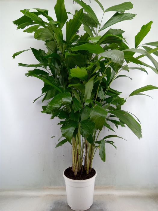 <h4>Caryota mitis</h4>