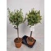 Olea Europaea