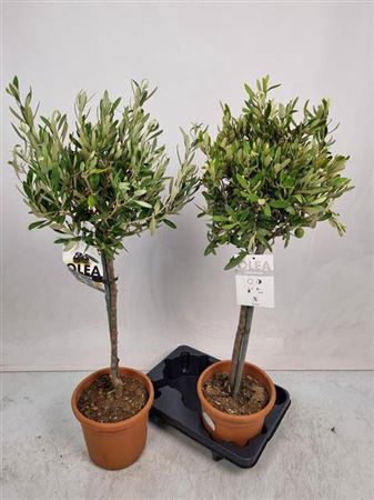 Olea Europaea