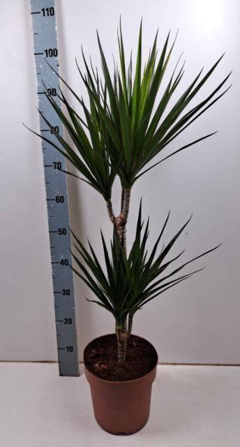 <h4>DRA MARGINATA</h4>