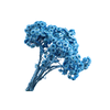 Immortelle Blue