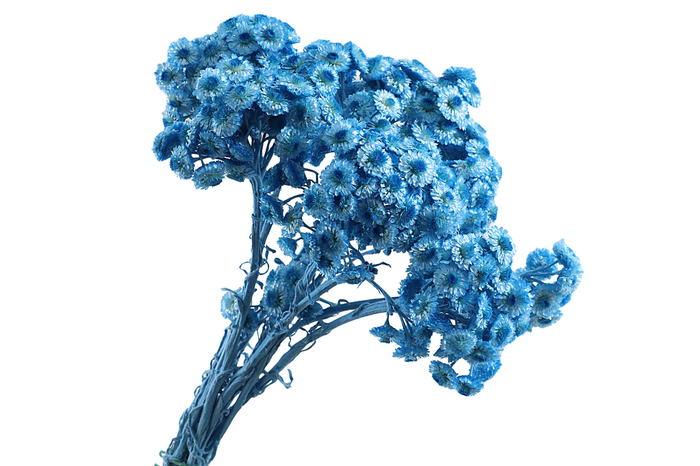 Immortelle Blue