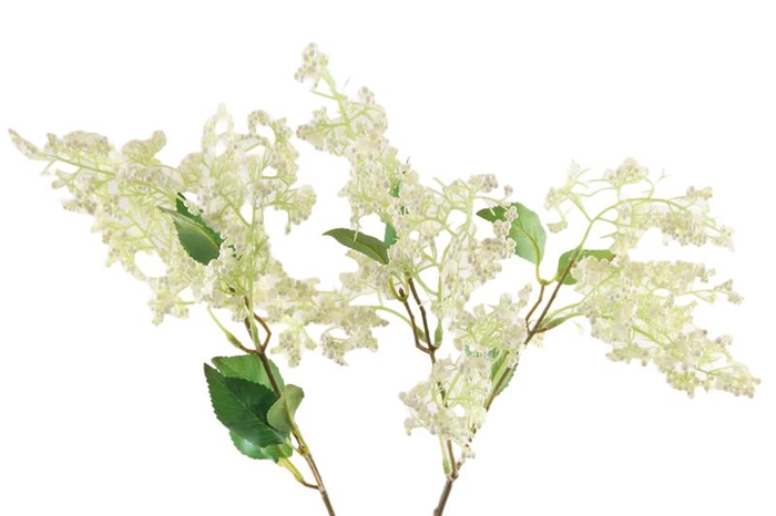 Syringa White