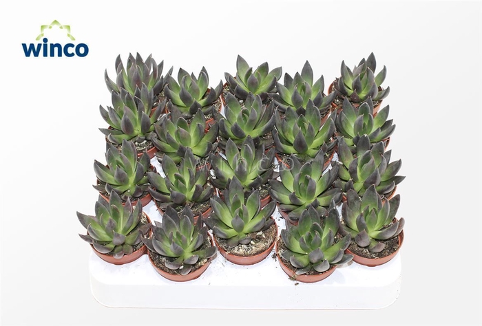 <h4>Echeveria Black Point</h4>