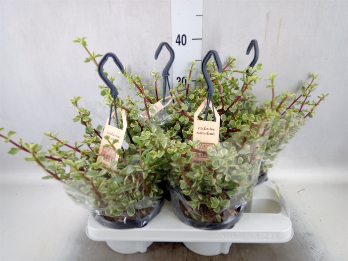 Portulacaria afra 'Variegata'