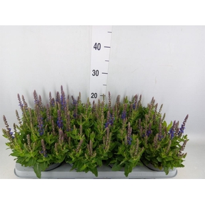 Salvia nemorosa 'Sensation Blue Dp'