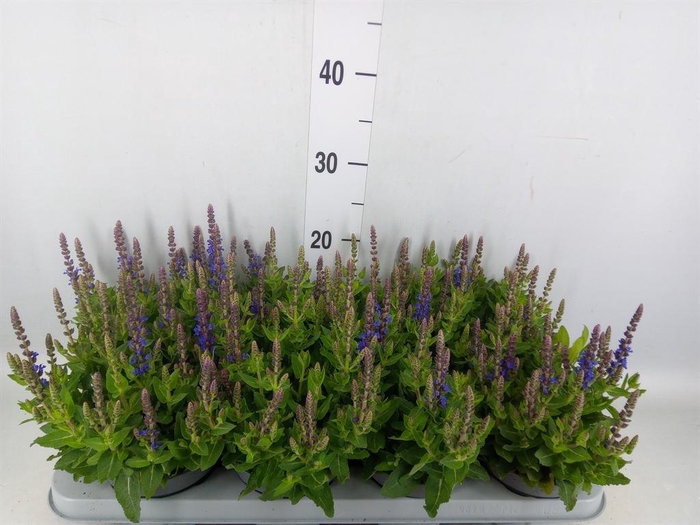 <h4>Salvia nemorosa 'Sensation Blue Dp'</h4>