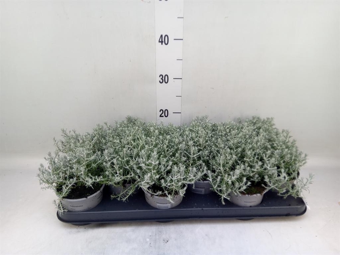 <h4>Leucophyta brownii</h4>