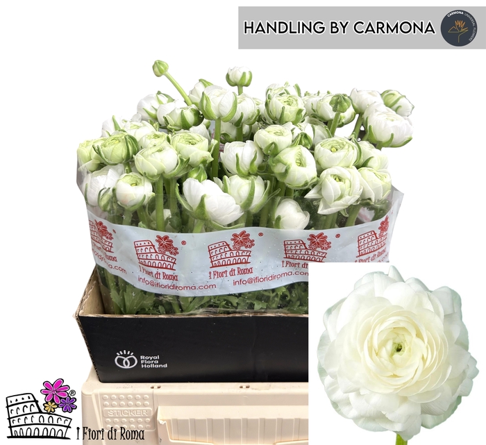 <h4>RAN EL WHITE</h4>