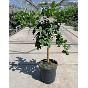 Citrus hystrix