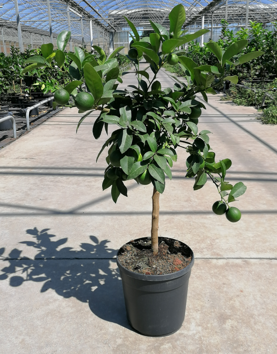 <h4>Citrus hystrix</h4>