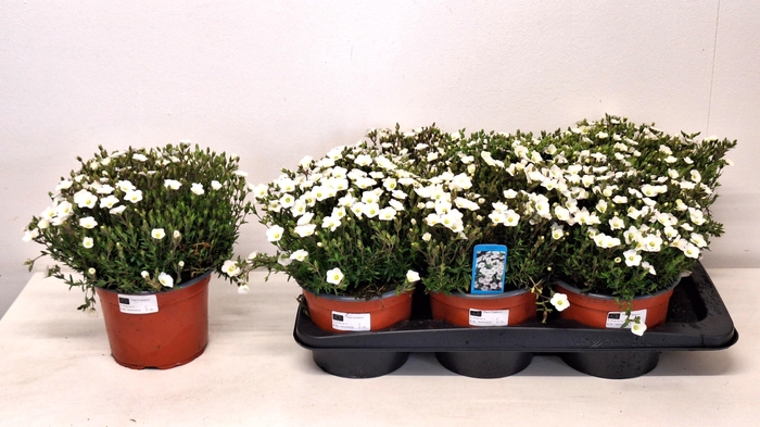 <h4>AREN MONTANA</h4>