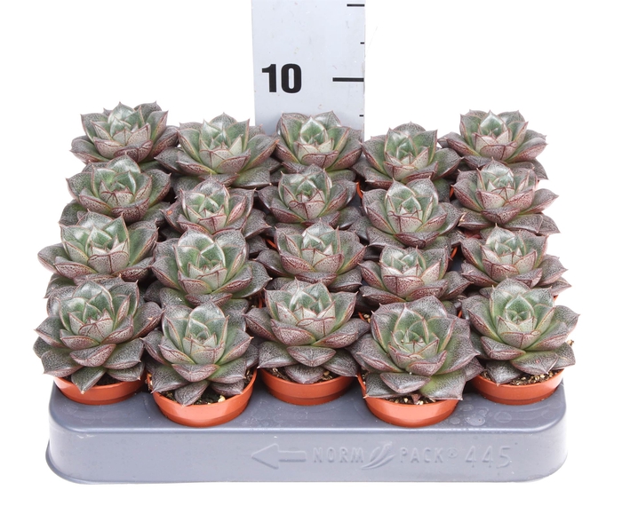 Echeveria purpusorum