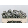 Cape Green Silver Brunia