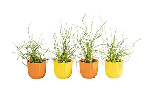 <h4>JUNCUS P6 L 65878</h4>