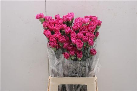 <h4>Di St Nobbio Circus</h4>