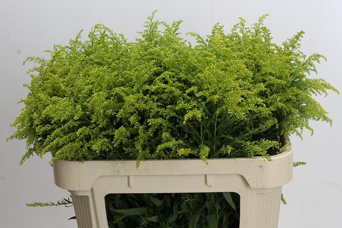 <h4>Solidago Tara Gold</h4>