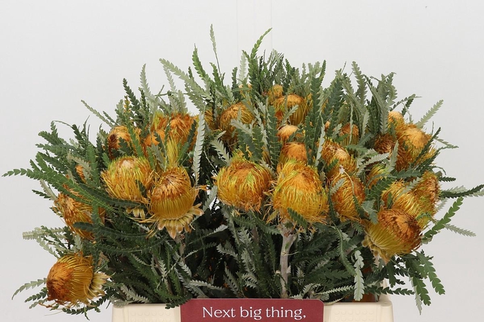 <h4>Banksia Dryandra</h4>