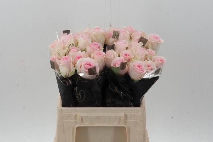 <h4>R Gr Revival Sweet</h4>