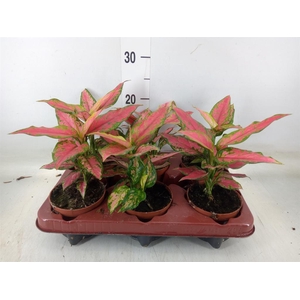 Aglaonema   ...
