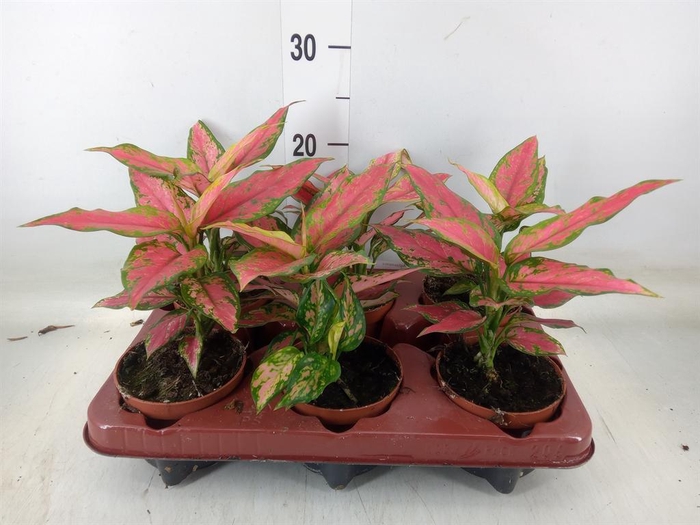 <h4>Aglaonema   ...</h4>