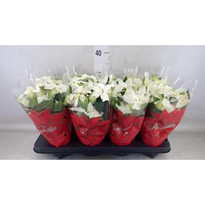 Euphorbia pulc. 'Alaska'