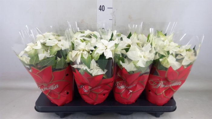 <h4>Euphorbia pulc. 'Alaska'</h4>