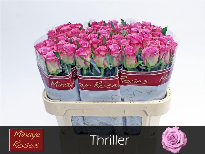 <h4>R Gr Thriller</h4>