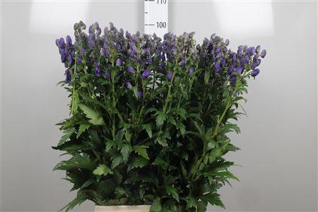 <h4>Aconi Car Arendsii</h4>