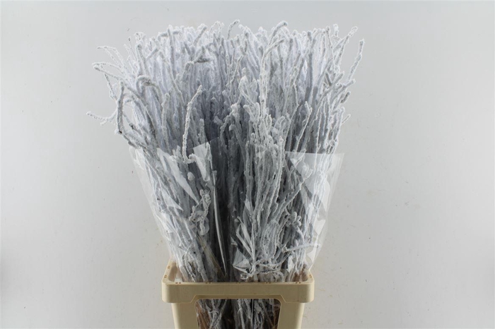 <h4>Berk Betula Snow 90cm</h4>