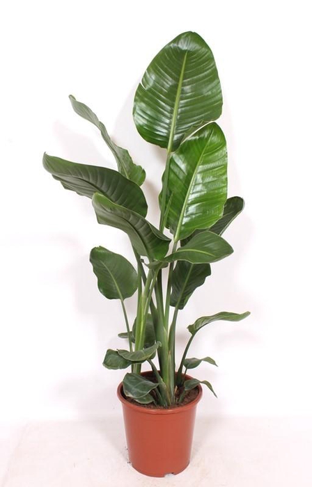 <h4>Strelitzia nicolai</h4>