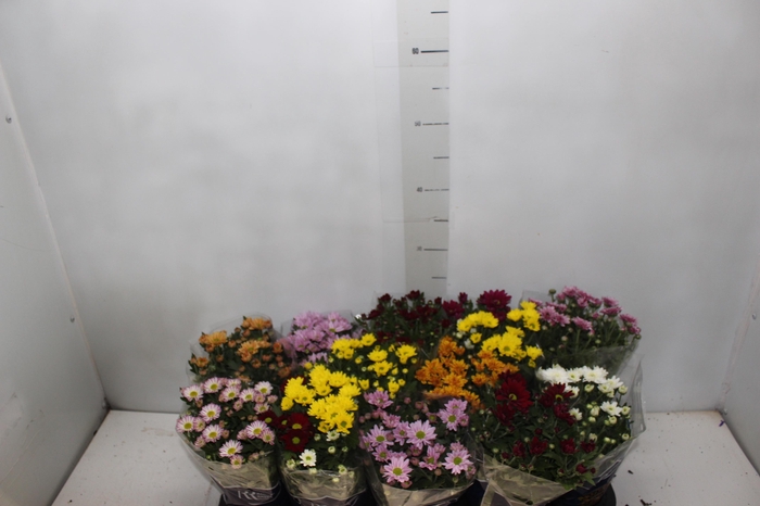 <h4>CRISANTEMO MINI P11</h4>