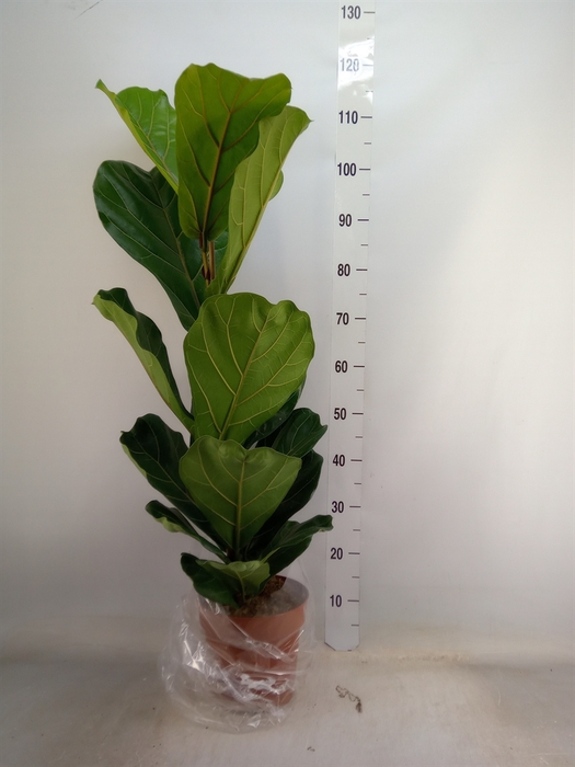 <h4>Ficus lyrata</h4>