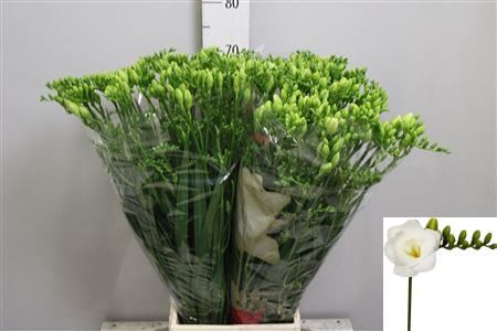 <h4>Freesia DU 'Versailles'</h4>