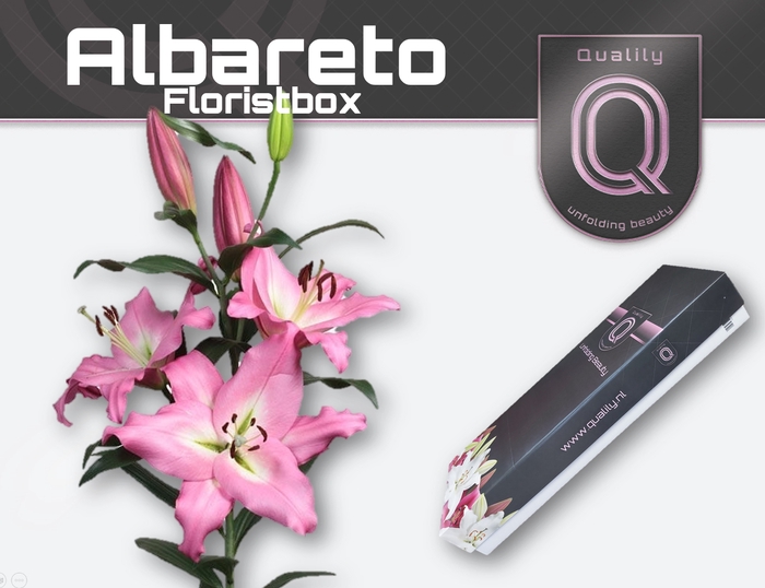 <h4>LI OT ALBARETO FLORISTBOX 4+</h4>