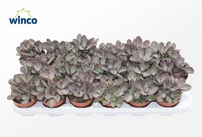 <h4>Kalanchoe Marmorata (leopard)</h4>