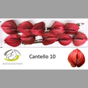 Anth A Cantello