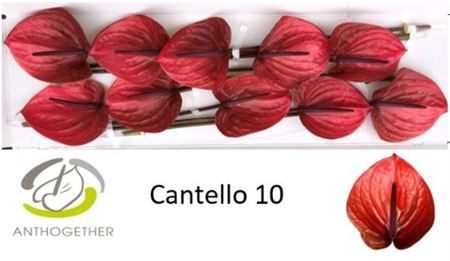 <h4>Anth Xl Cantello Long Stem</h4>