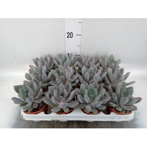 Pachyphytum  'Draco'