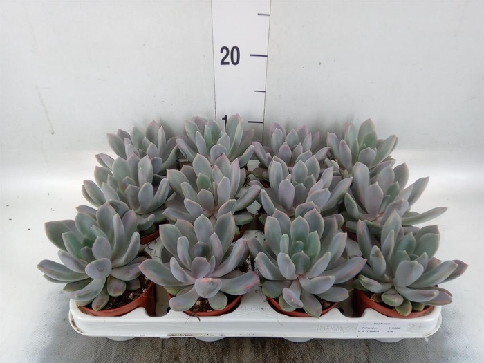<h4>Pachyphytum  'Draco'</h4>