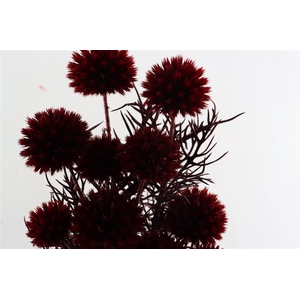 Pres Echinops 10pc Bordeaux Bunch