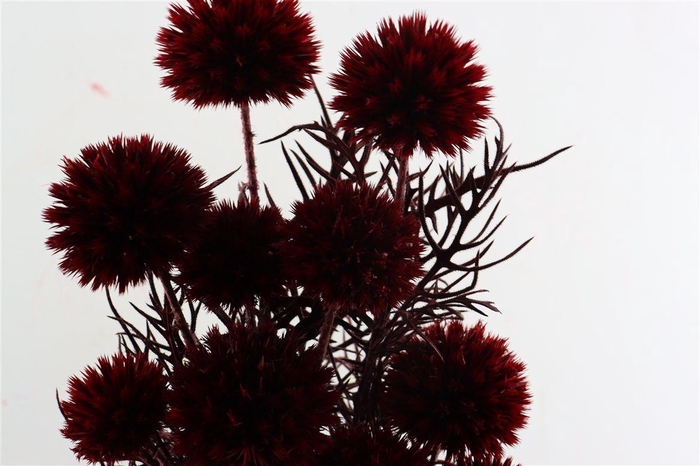 <h4>Pres Echinops 10pc Bordeaux Bunch</h4>